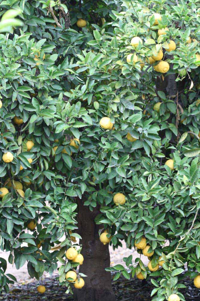            Habit (Riverside, CA)   